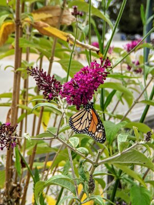 MVIMG_20200715_121020.jpg