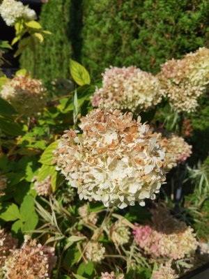 flowers.jpg