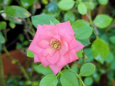 Mini Rose 1.jpg