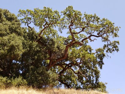 Oak.jpg