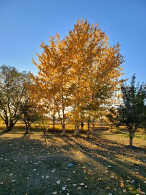 100520_Fall leaves_Late Afternoon_1st ZF2 Pic_181546.jpg