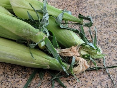 corn.jpg