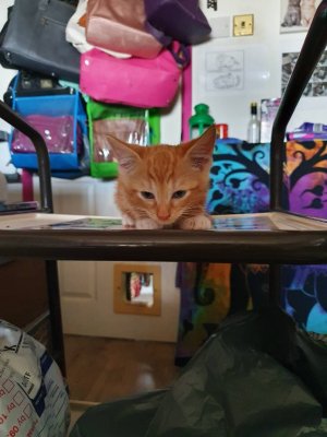 20200803_171928.jpeg
