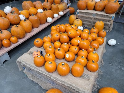 Pumpkins.jpg