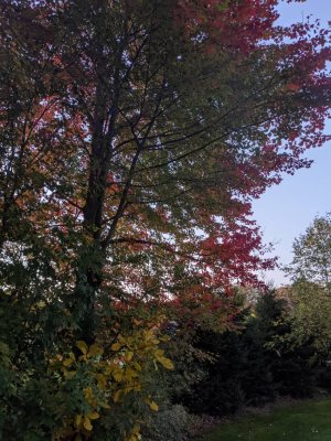 PXL_20201010_232039099.jpeg