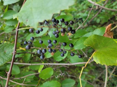 20200917_133943.jpg