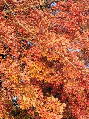 IMG_20201019_173857.jpeg