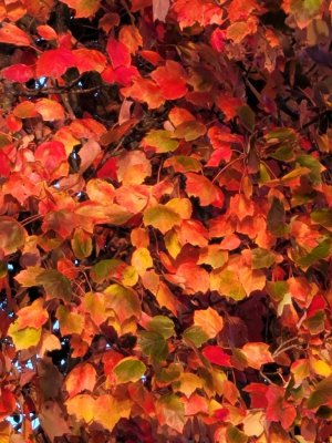 IMG_20201019_173426.jpeg