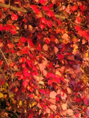 IMG_20201019_173453.jpeg