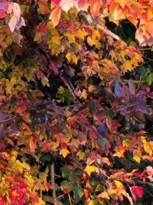 IMG_20201019_173651.jpeg