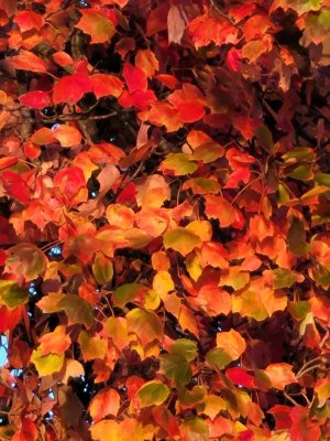 IMG_20201019_173758.jpeg