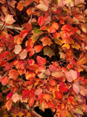 IMG_20201019_173617.jpeg