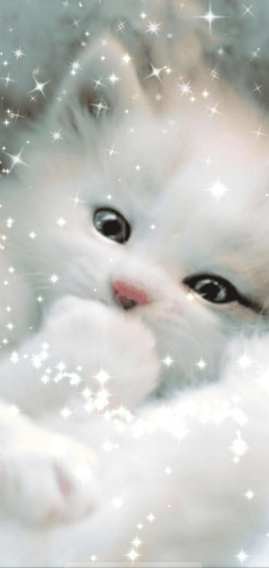 Snow%20Kitten.jpg