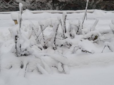 IMG_20201030_181707.jpeg