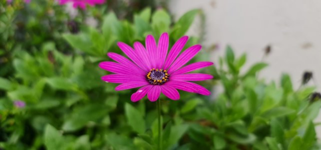 flower.jpg