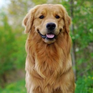 golden-retriever.jpg