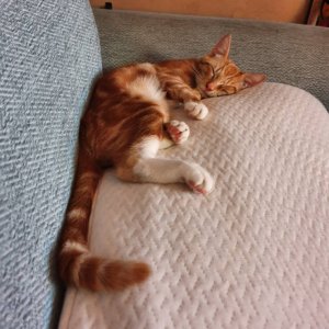 IMG_20201114_122950_245.jpeg