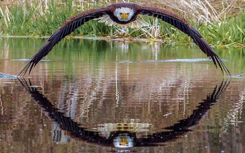 American_Eagle_Flight.jpg