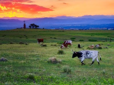 Cows-X2.jpg