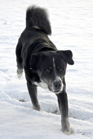 Tux_trot.jpg