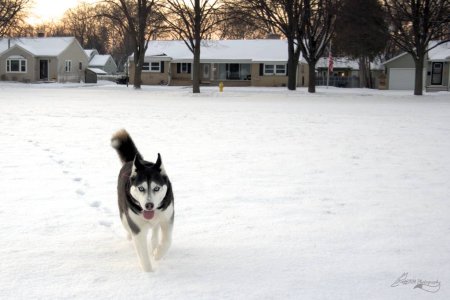 Mellow_Trot.jpg