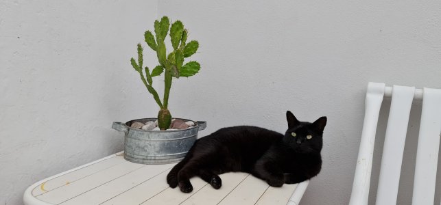 cactus.jpg