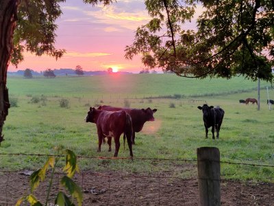 Sunrise-cows-HQ.jpg