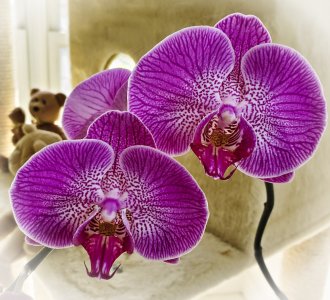 close orchid.jpg