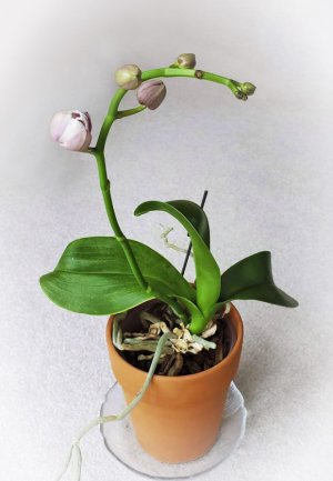 orchid.jpg