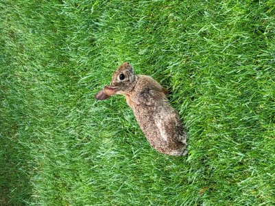 Bunny.jpg