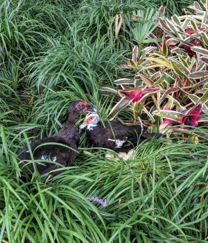 PXL_20210706_133442671.MP -- Ducks with a clutch of eggs in the monkey grass at Lake Eola Park.jpg