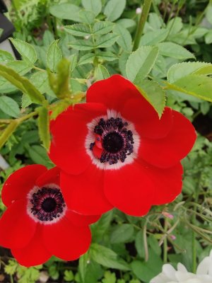 poppy.jpg