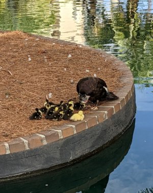 PXL_20210714_131315169 -- Ducklings with mother in Lake Eola Park.jpg