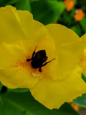 Bee.jpg
