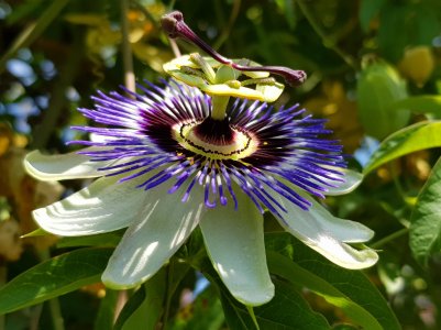 Passion_Flower.jpg