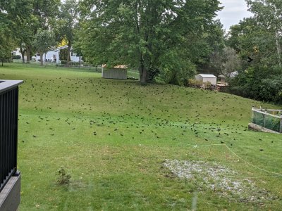 Birds Backyard.jpg
