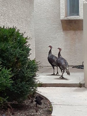 turkeys1.jpg
