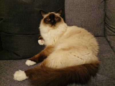 Cat yellow.jpg
