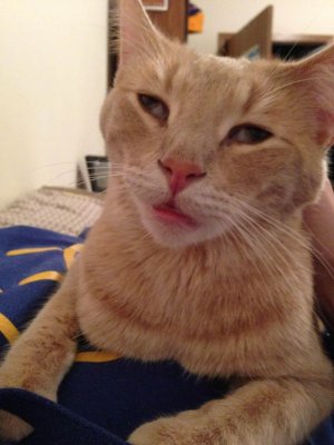 ImageUploadedByTapatalk 21366166533.150652.jpg