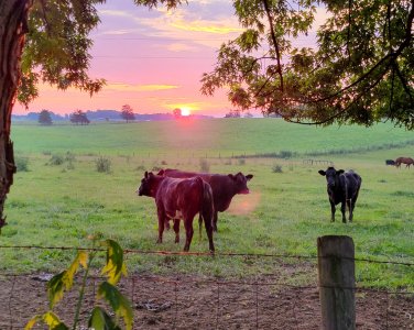 Sunrise-cows-HQ.jpg