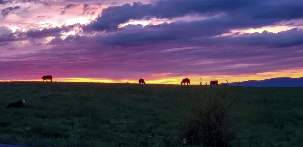 Sunrise-cows.jpg