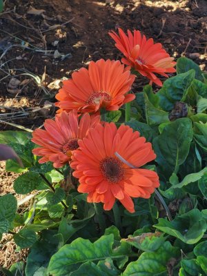 flowers 10x.jpg