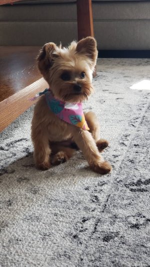 Gracie_101125.jpg