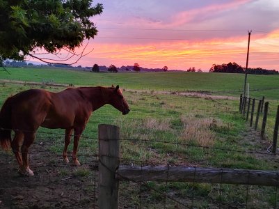 Horse-HQ rod.jpg