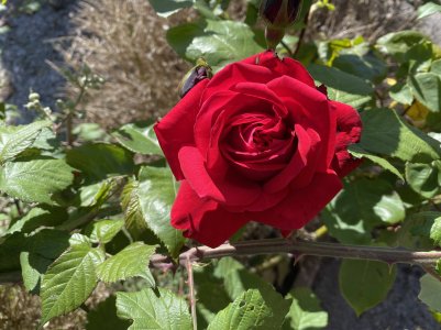 IMG_1980.jpg