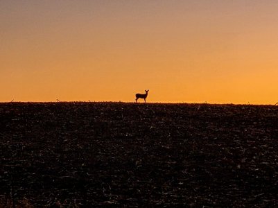 Deer on hill2022.jpg
