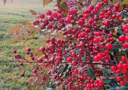 Dripping Berries-Jan2023.jpg