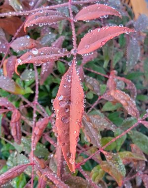 Dripping leaves-Jan2023.jpg
