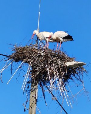 storks.jpg