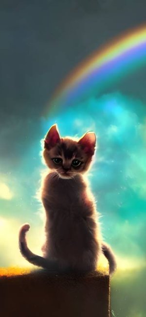 kitten and rainbow, bokeh, cinematic photography (1).jpg